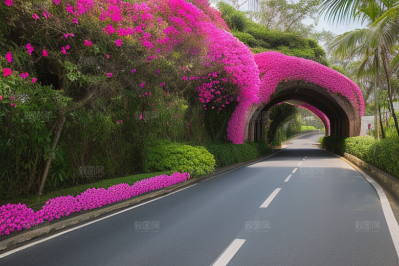 夏日仙境厦门环岛路的美丽三角梅