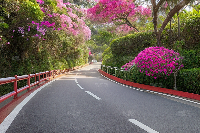 夏日仙境厦门环岛路的美丽三角梅