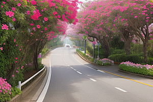 夏日仙境厦门环岛路的美丽三角梅