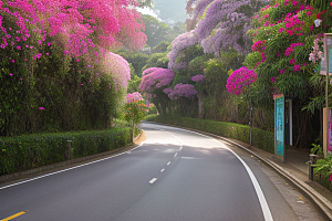 醉美花海厦门环岛路的绚烂三角梅