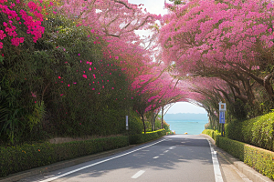 醉美花海厦门环岛路的绚烂三角梅