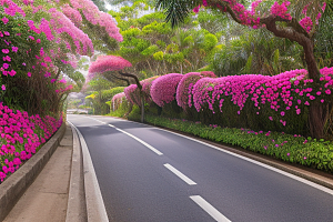 醉美花海厦门环岛路的绚烂三角梅