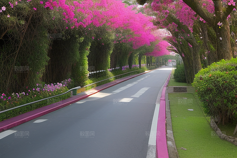 醉美花海厦门环岛路的绚烂三角梅