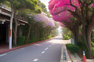 醉美花海厦门环岛路的绚烂三角梅