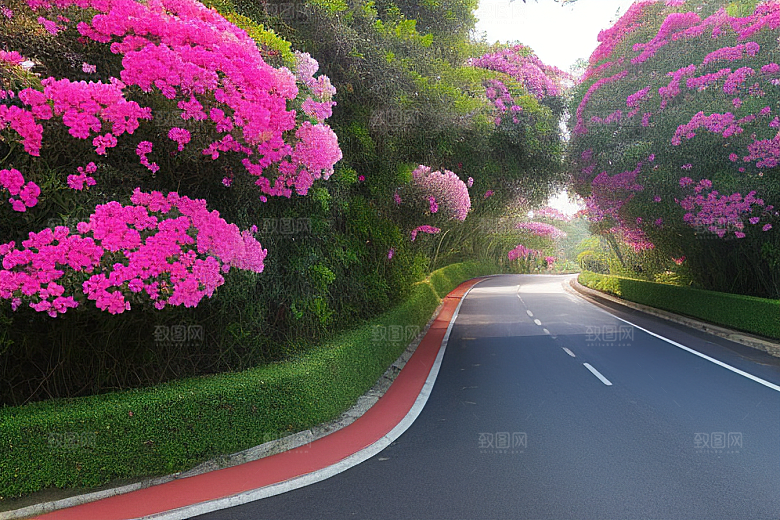 醉美花海厦门环岛路的绚烂三角梅