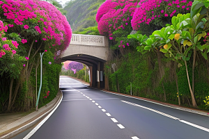 美丽花景厦门环岛路的盛放三角梅