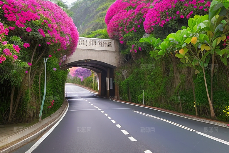 美丽花景厦门环岛路的盛放三角梅