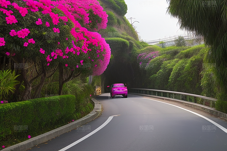 美丽花景厦门环岛路的盛放三角梅