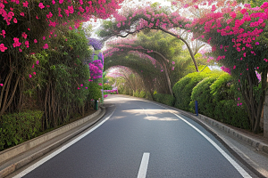 美丽花景厦门环岛路的盛放三角梅