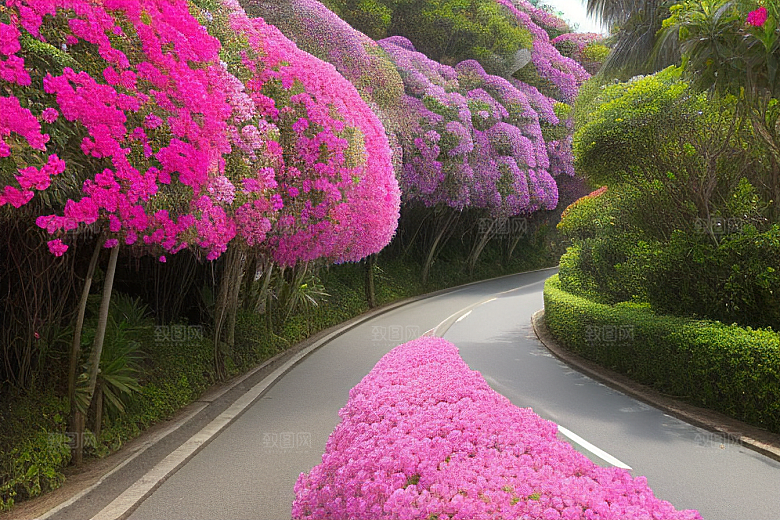 美丽花景厦门环岛路的盛放三角梅