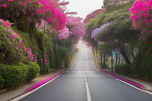 美丽花景厦门环岛路的盛放三角梅