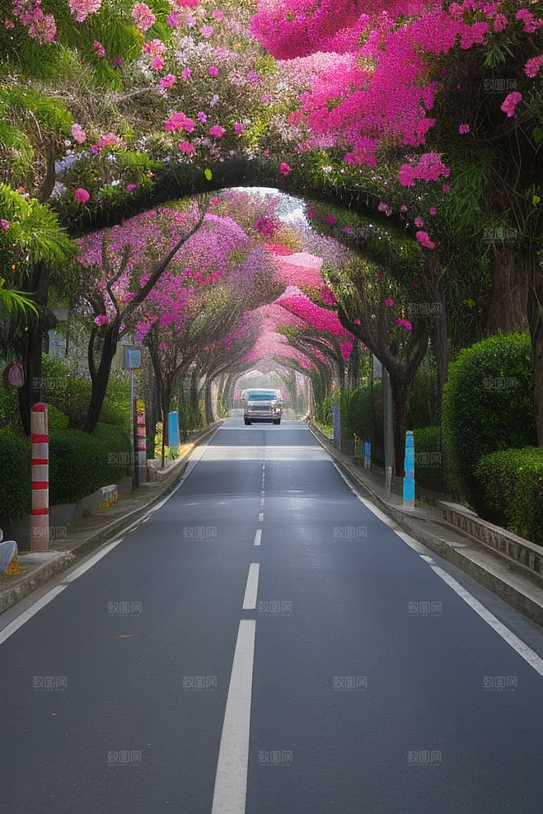 瑰丽之美厦门环岛路的盛开三角梅