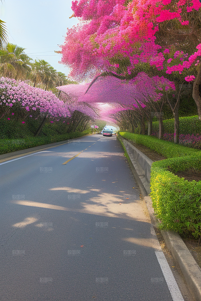 花海盛宴厦门环岛路的绽放三角梅