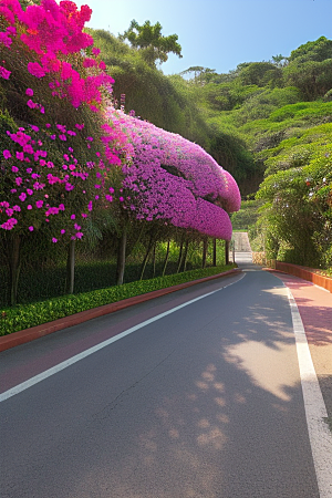 绚丽花海厦门环岛路的盛放三角梅