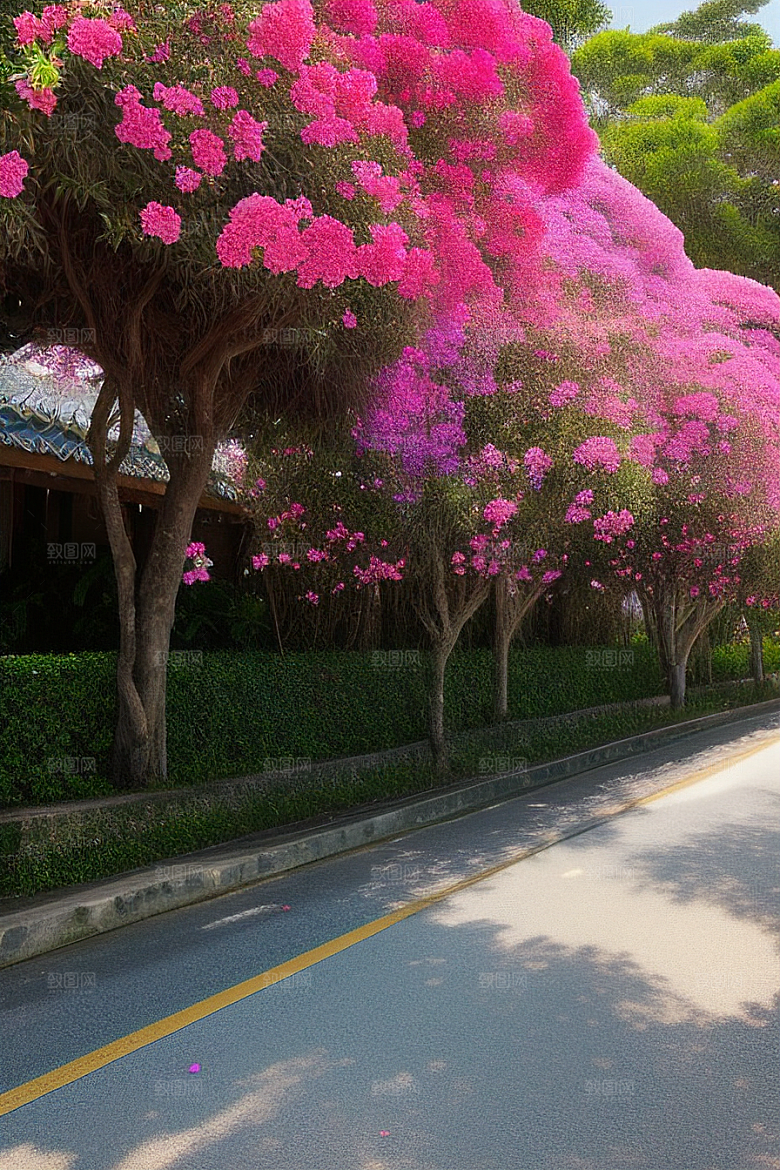 绚丽花海厦门环岛路的盛放三角梅