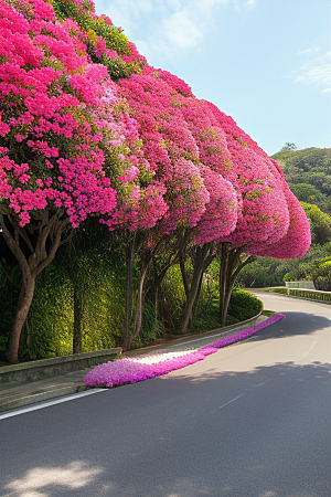 绚丽花海厦门环岛路的盛放三角梅