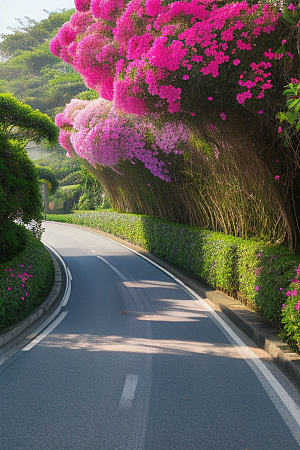 绚丽花海厦门环岛路的盛放三角梅