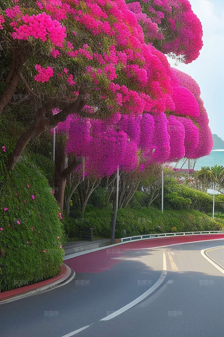 花香四溢厦门环岛路的美丽三角梅