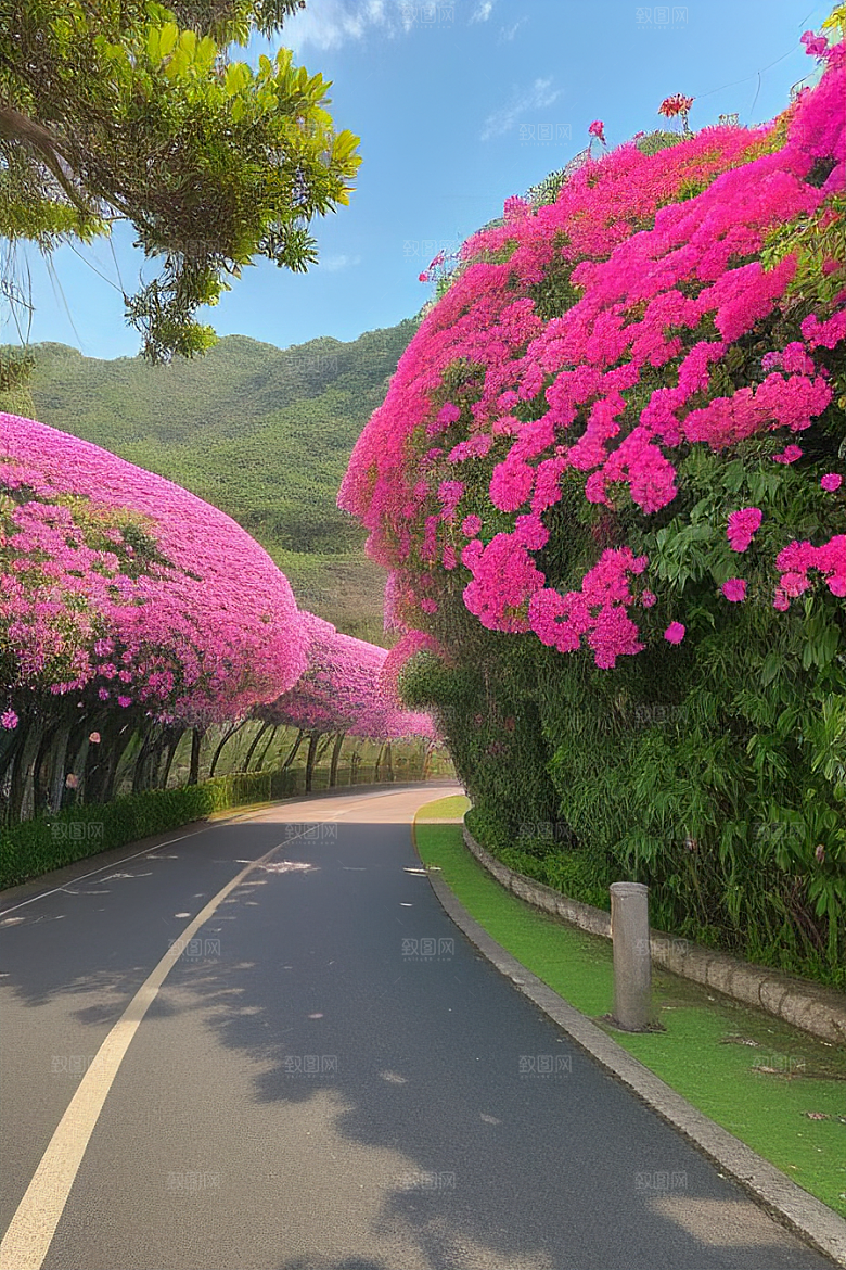 夏日绽放厦门环岛路的瑰丽三角梅