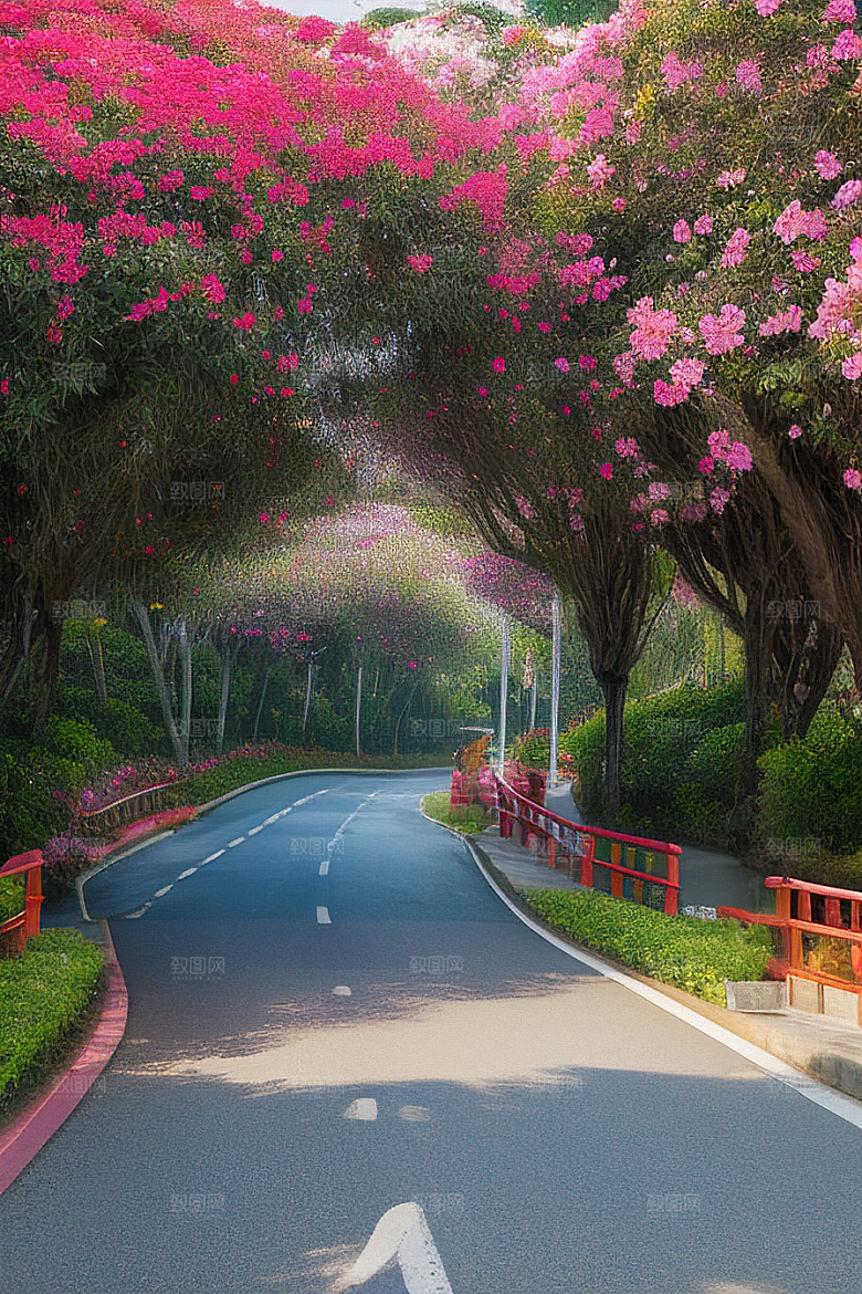 美丽绽放厦门环岛路的盛开三角梅