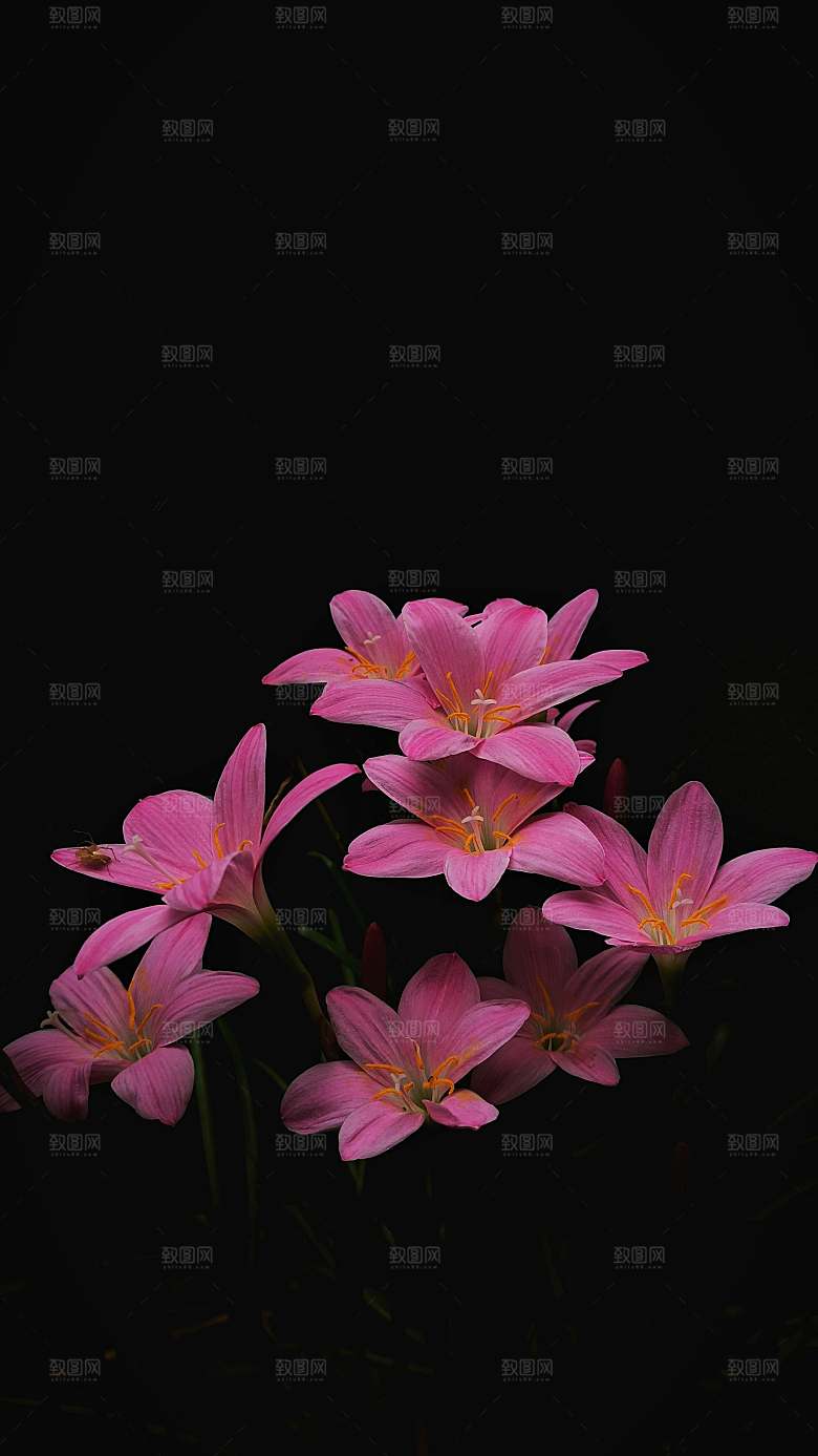 鲜花花朵花卉特写摄影