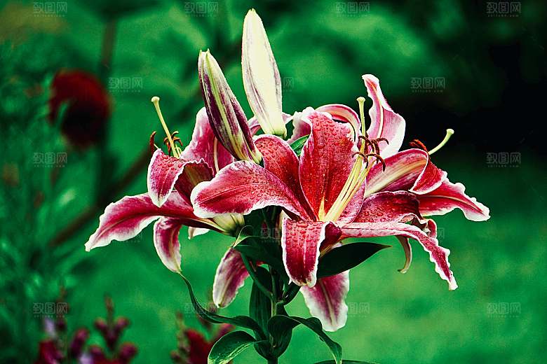 鲜花花朵百合花卉摄影