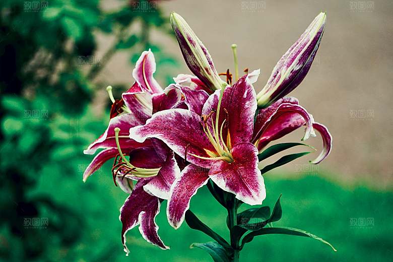 鲜花花朵百合花卉摄影