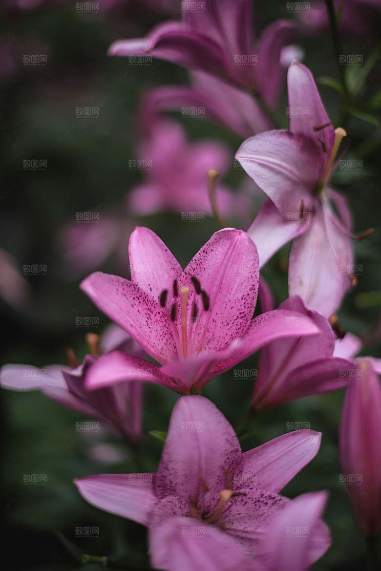 鲜花花朵百合花卉摄影