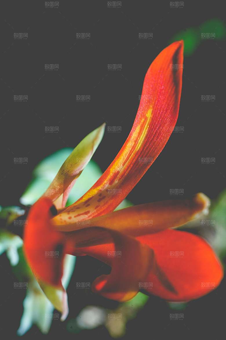 鲜花花朵百合花卉摄影
