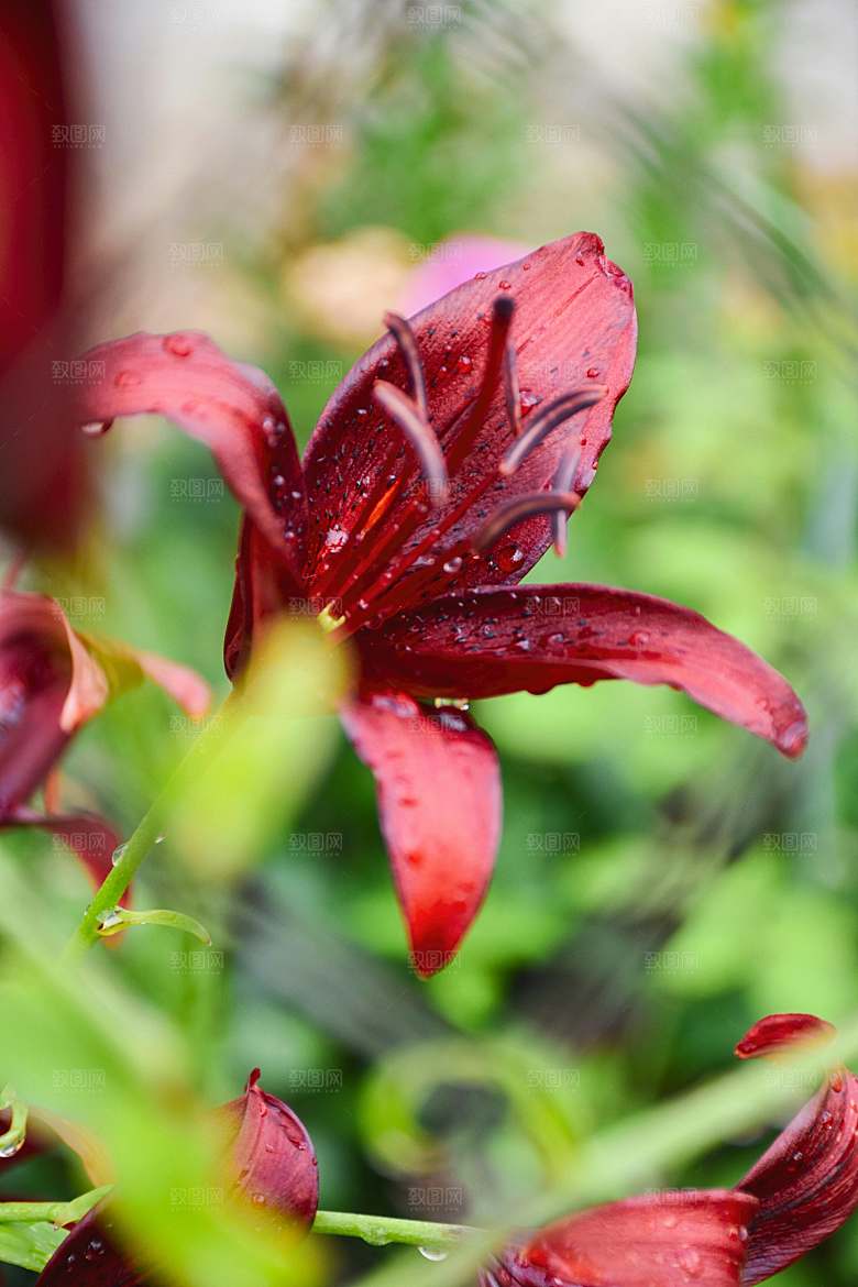 鲜花花朵百合花卉摄影