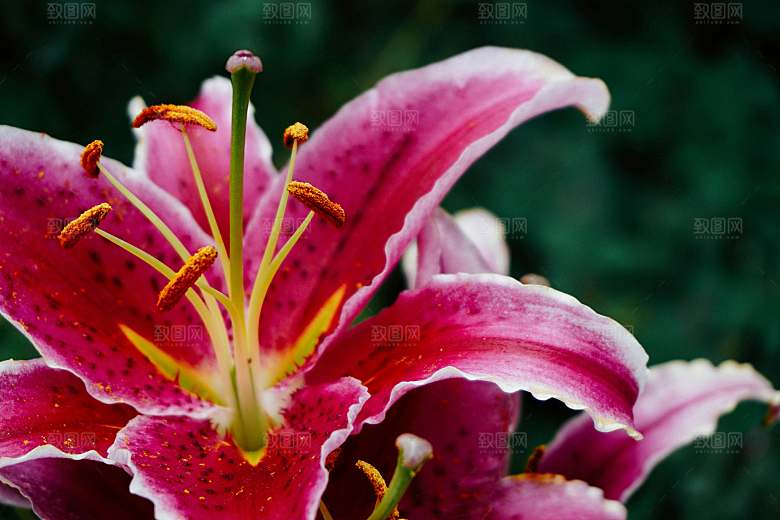 鲜花花朵百合花卉摄影