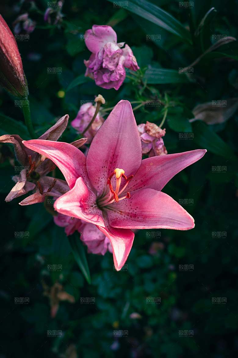 鲜花花朵百合花卉摄影