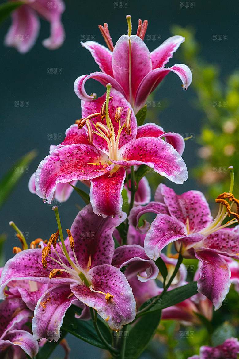鲜花花朵百合花卉摄影