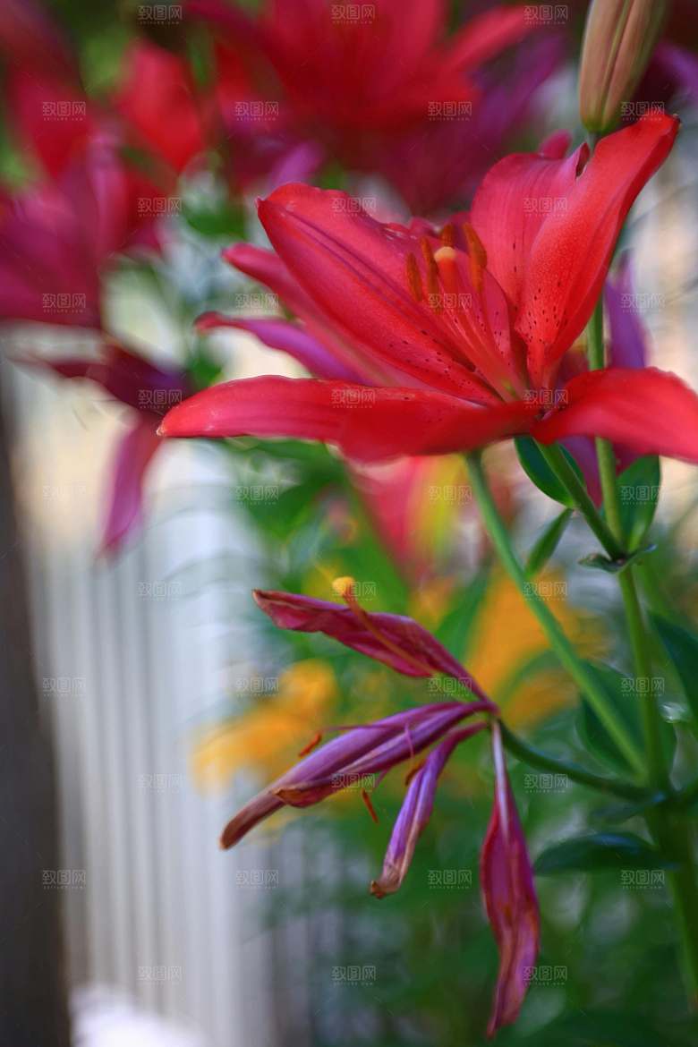鲜花花朵百合花卉摄影