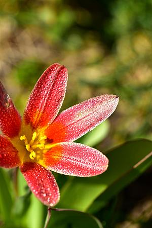 鲜花花朵百合花卉摄影