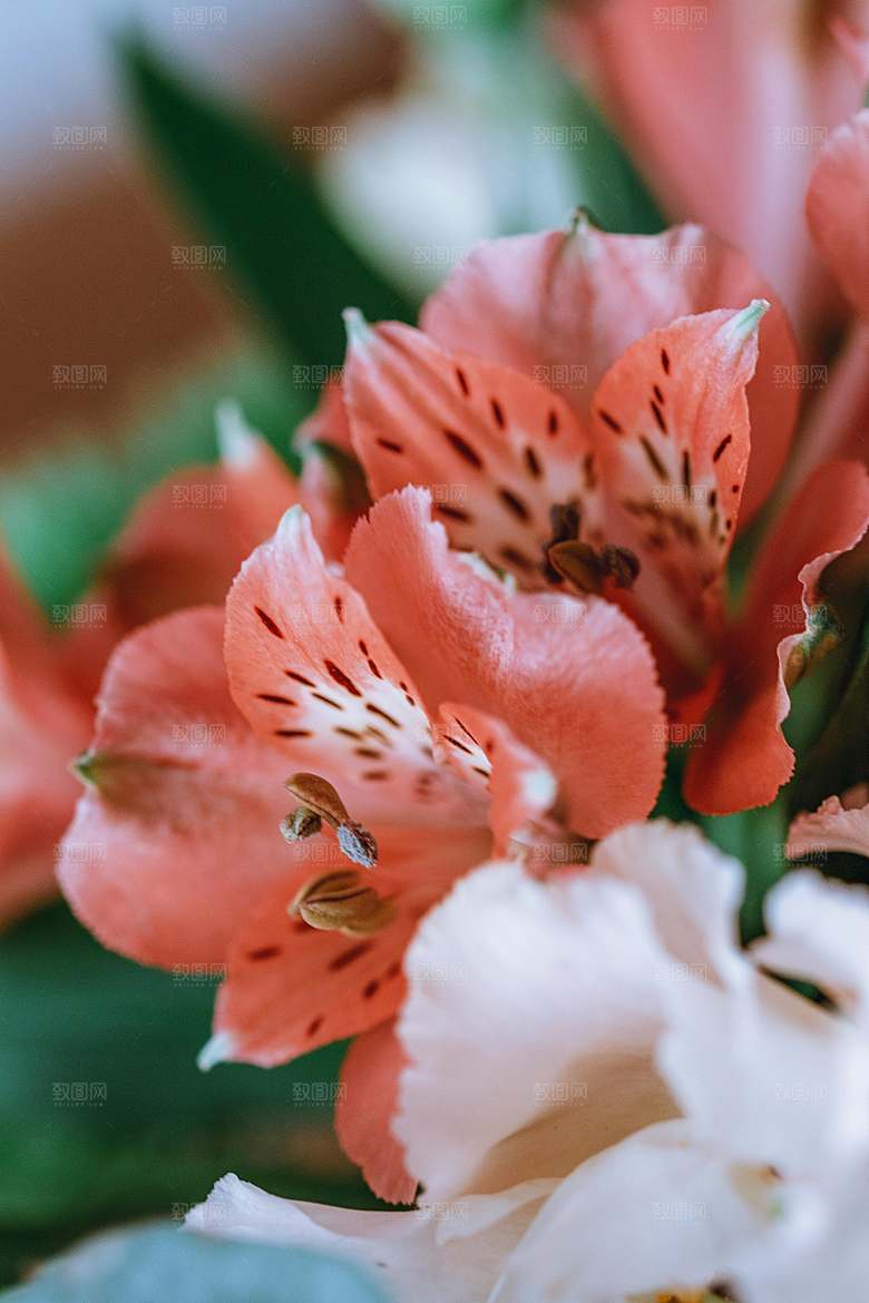 鲜花花朵百合花卉摄影
