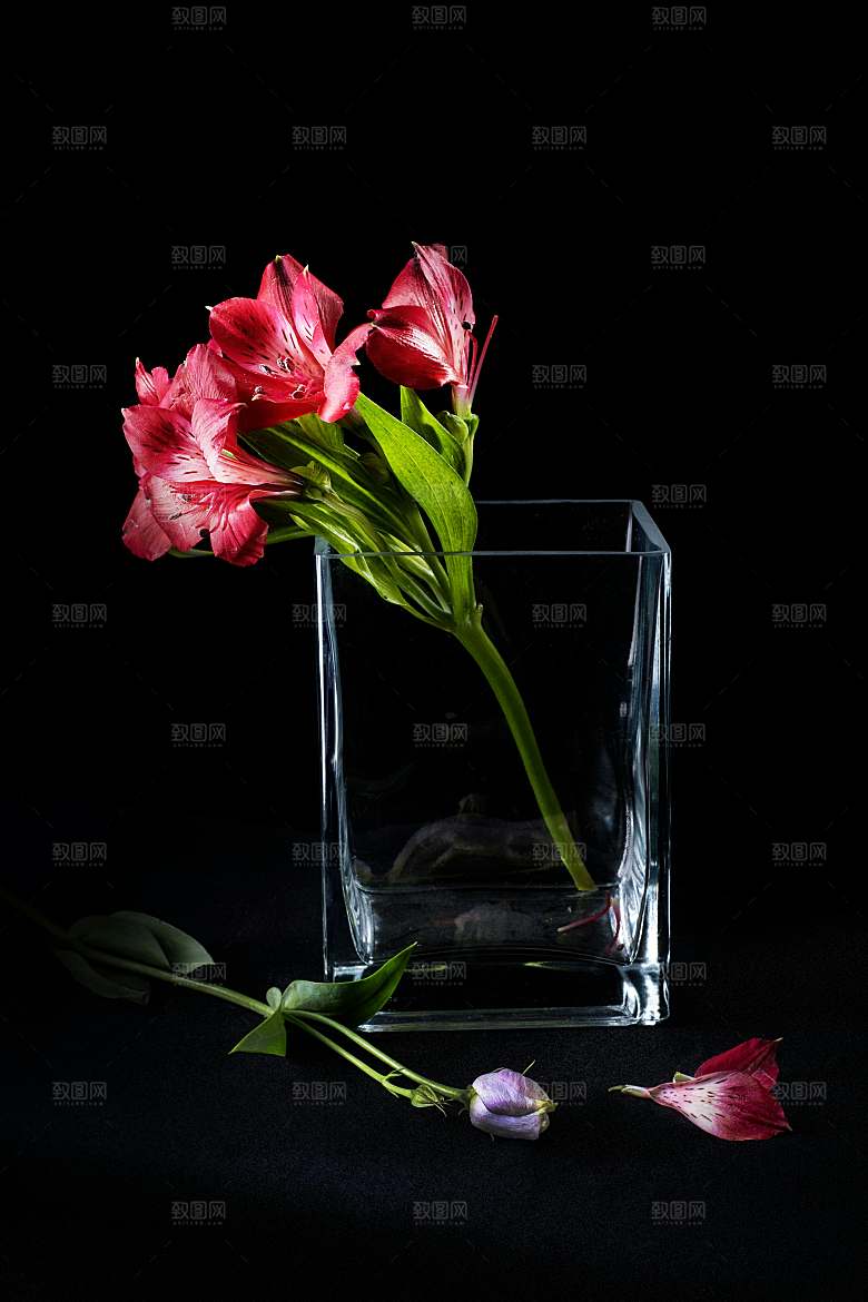 鲜花花朵百合花卉摄影