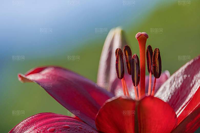 红色鲜花百合红色花朵摄影