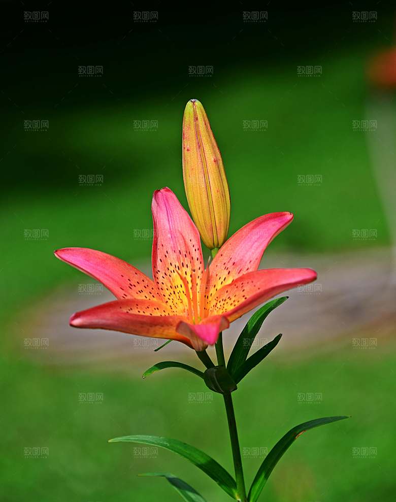 红色鲜花百合红色花朵摄影
