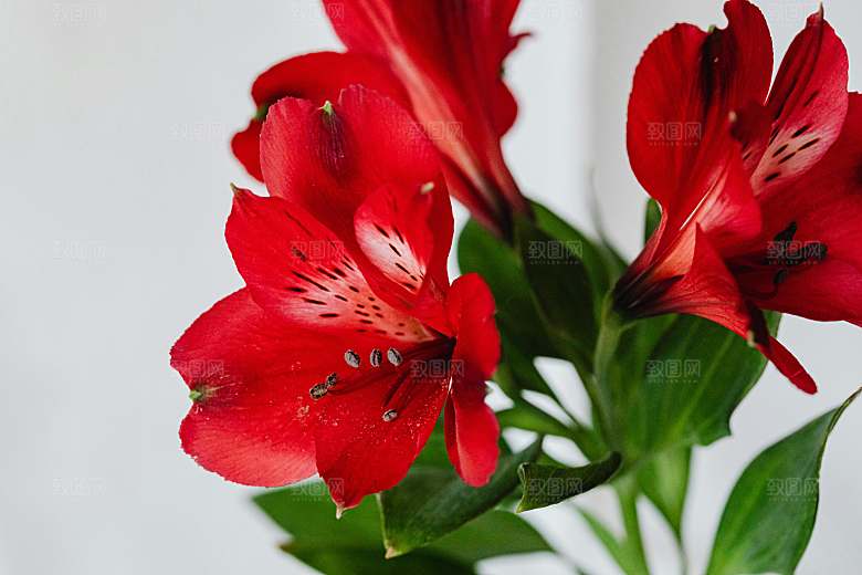 红色鲜花百合红色花朵摄影