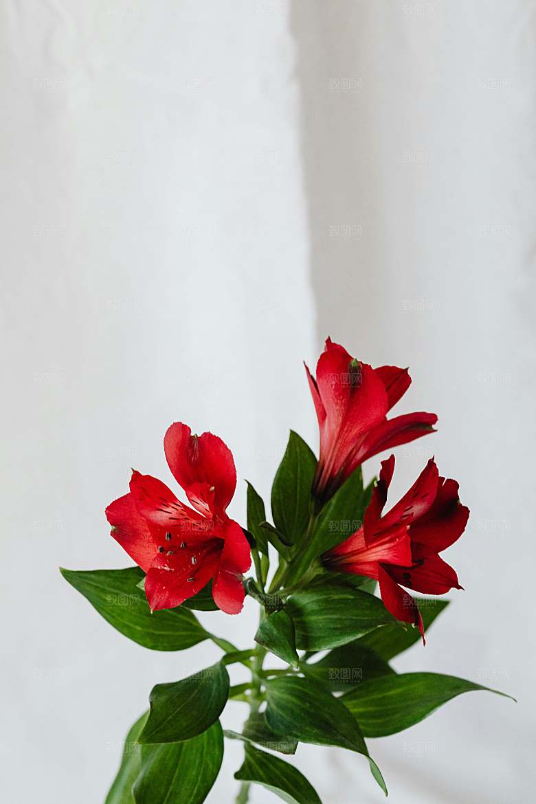红色鲜花百合红色花朵摄影