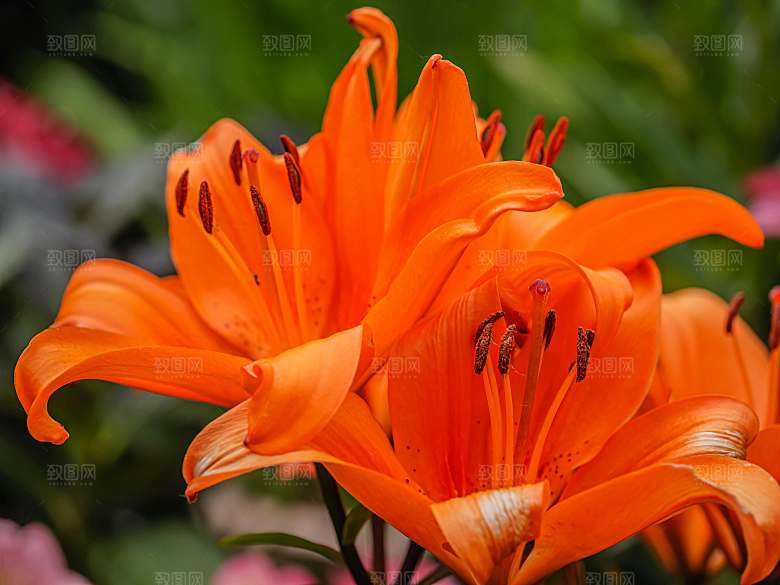 红色鲜花百合红色花朵摄影
