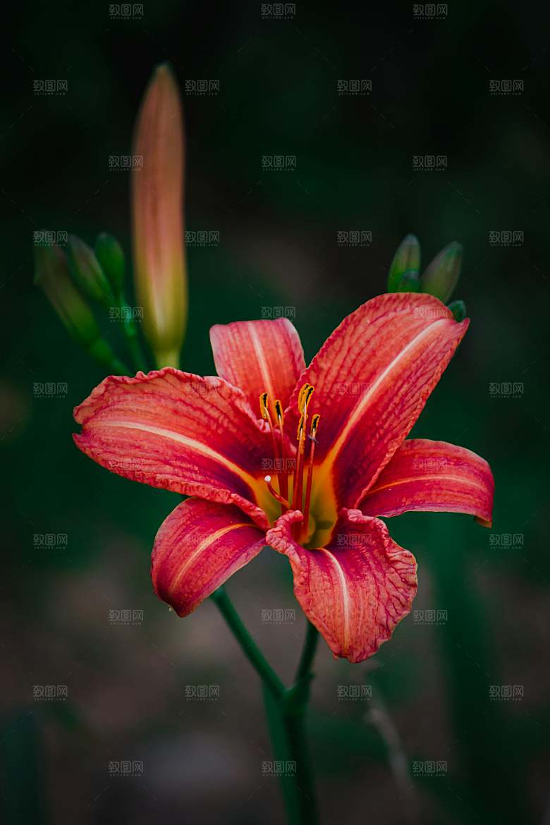 红色鲜花百合红色花朵摄影