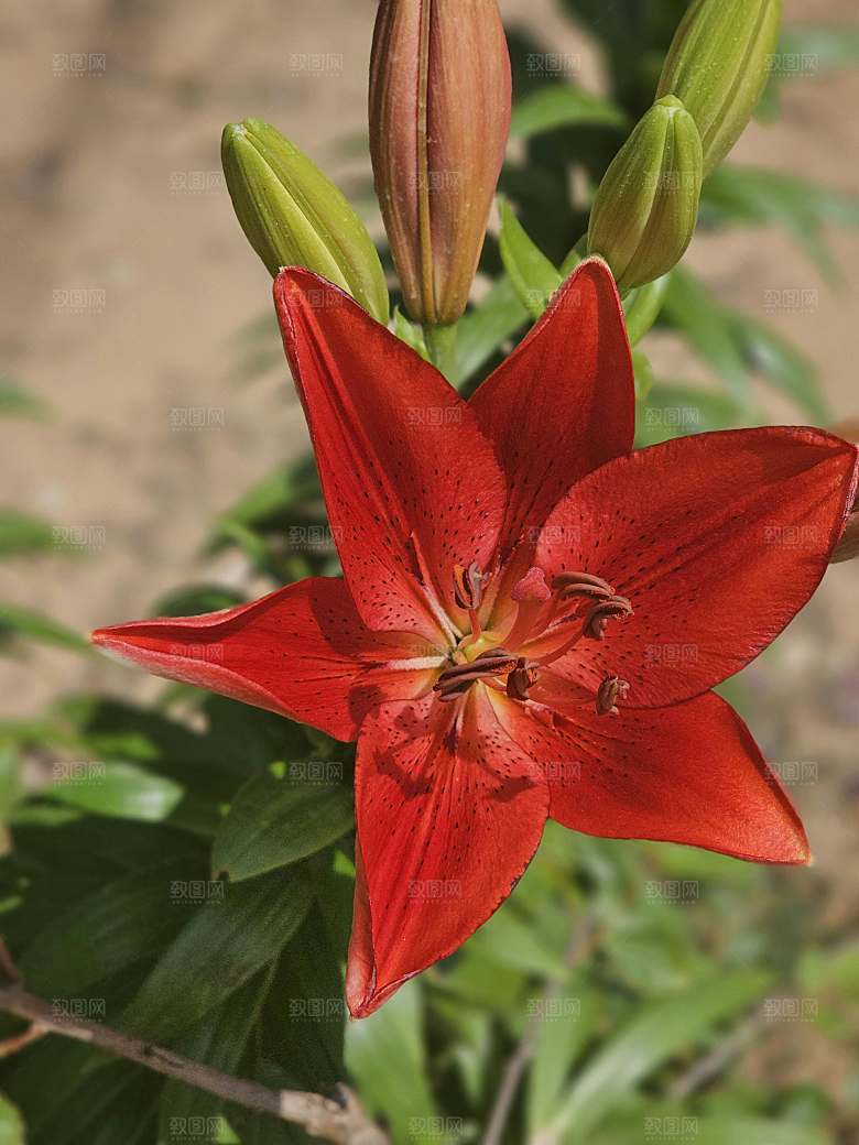 红色鲜花百合红色花朵摄影