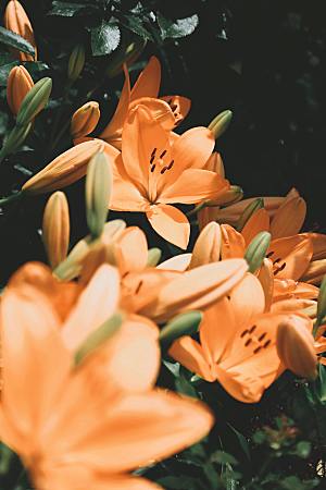 鲜花花朵花卉特写摄影