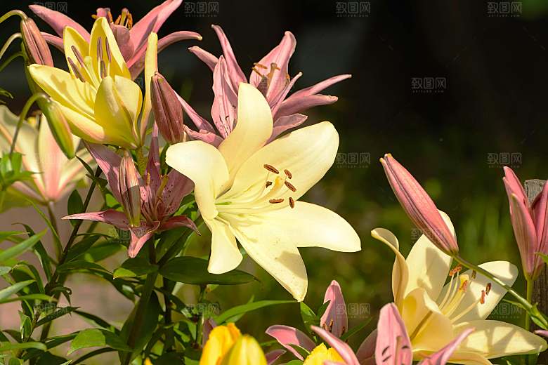 鲜花花朵花卉特写摄影
