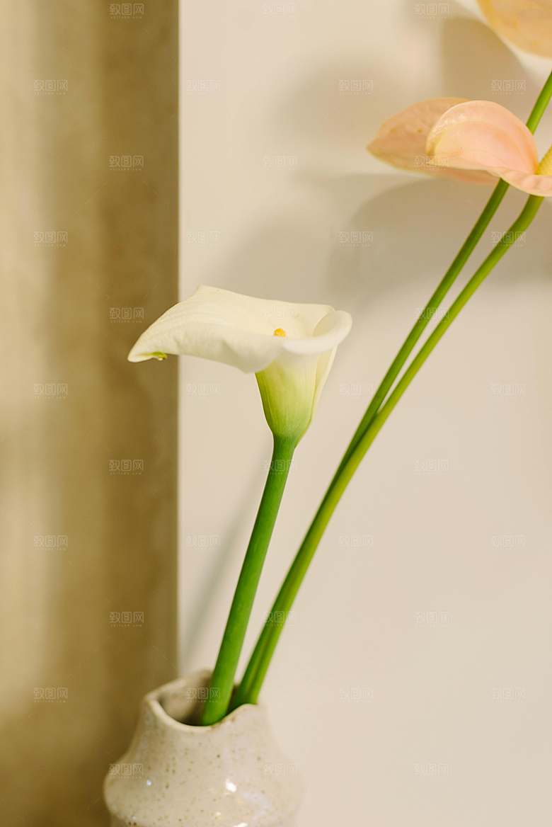 鲜花花朵花卉摄影特写素材