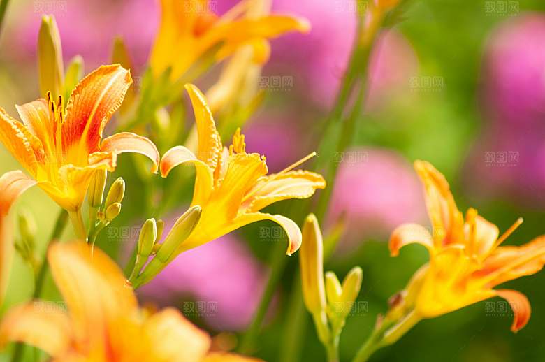 鲜花花朵花卉摄影特写素材