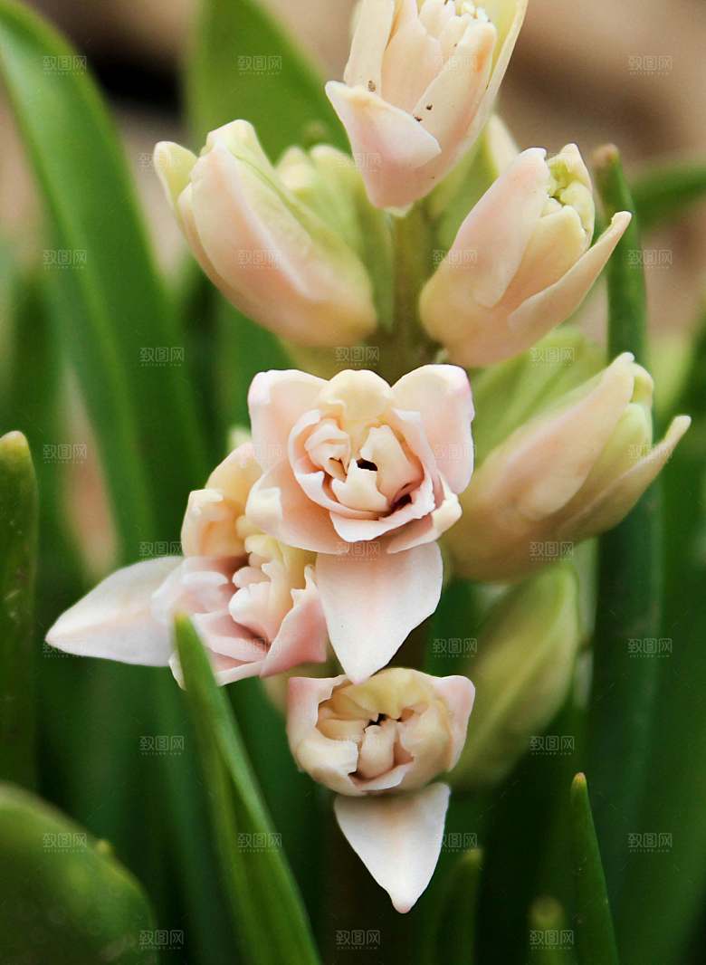 鲜花花朵花卉摄影特写素材