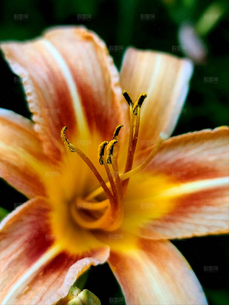 鲜花花朵花卉摄影特写素材